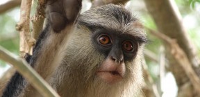 True mona monkey
