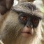 True mona monkey
