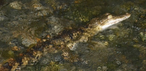 JuvenilePhilippineCrocodile-S