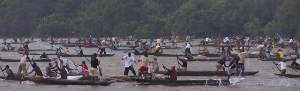 buaya spanduk