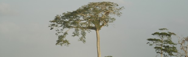 Sacred Ceiba pentandra